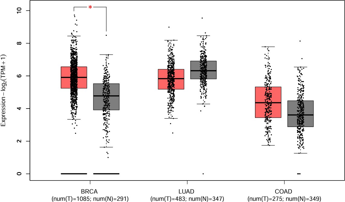 Differential mRNA expression of CXCR4 in BRCA, LUAD, and COAD from GEPIA2