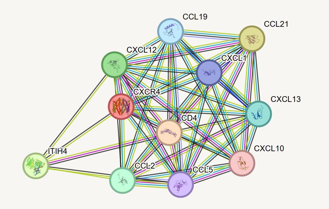Protein-Protein Interaction network of CXCR4 from STRING