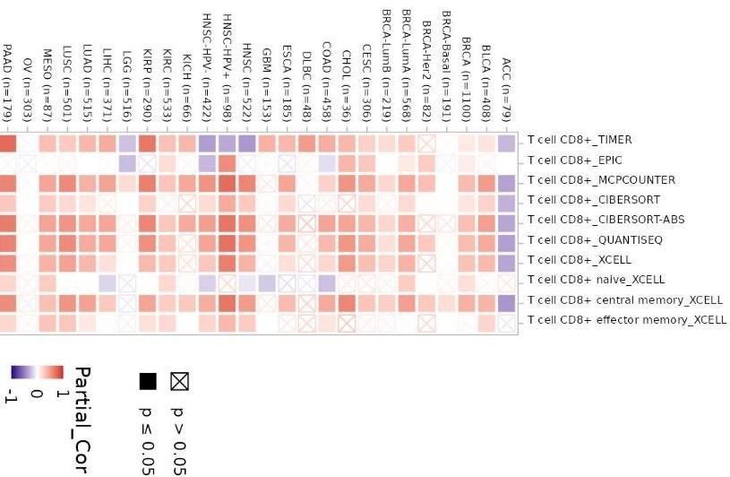 Heatmap of correlation between CXCR4 expression and CD8+ T-cell infiltration